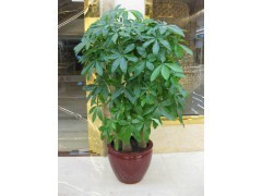 天河區蘿崗區租花買花 | 廣州植物租賃，您的辦公綠化專家