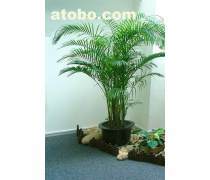 綠化植物租擺產品庫與養護服務 打造綠色生態辦公與生活空間